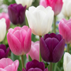 70x Tulipa Pastel mix - Pastel tulp mix - Diversen - Voorjaarsbloeier - Bolmaat 11/15