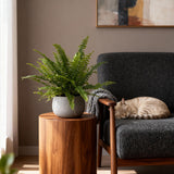 Green boutiQ - Kamerplant - Nephrolepsis exaltata Green Lady - Varen - Huisdiervriendelijke Plant - Groen - 1 Plant - Pot 12cm - Hoogte 25cm