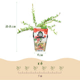 Green boutiQ - Fruitplanten - Blauwe Bes - Vaccinium macrophylla Early Black - Winterhard - 6 Planten - Pot 9 cm - Donker RodeBes