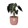 Alocasia ‘Polly’ in ELHO Vibes Fold 14cm roze