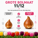 Tulpenbollen gemengd — 20 stuks winterhard (maat 11/12)