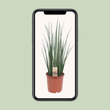 Sansevieria Mikado - Ø19cm - ↕70cm