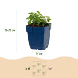 Green boutiQ - Vasteplant - Nepeta faassenii Snowflake - Kattenkruid - Bijen en Vlinderlokkers - Wit - 1 Plant - Pot 11cm - Hoogte 15-25cm