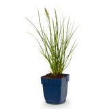 Green boutiQ - Grassen - Pennisetum alop. Little Bunny - Lampenpoetsergras - Met Pluim - Groen - 1 Plant - Pot 11cm - Hoogte 15-25cm