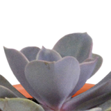 Cactus en vetplanten mix 5.5 cm | 15 stuks - in terracotta pot