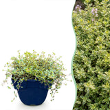 Green boutiQ - Vasteplant - Thymus citr. Sambesi - Citroentijm - Geurend - Geel - 12 Planten - Pot 11cm - Hoogte 15-25cm