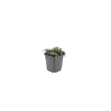 12x Thymus praecox 'Purple Beauty' - ↕10-25cm - Ø9cm
