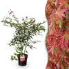 Green boutiQ - Tuinplant - Acer palmatum Beni Maiko - Japanse Esdoorn - Bladverliezend - Rood - 1 - Pot 26cm - Hoogte 90cm
