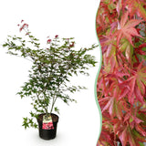Green boutiQ - Tuinplant - Acer palmatum Beni Maiko - Japanse Esdoorn - Bladverliezend - Rood - 1 - Pot 26cm - Hoogte 90cm