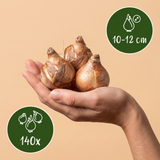 140x Narcissus Yellow - Gele narcis - Geel - Voorjaarsbloeier - Bolmaat 10/12
