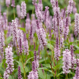 Green boutiQ - Vasteplant - Persicaria ampl. Rosea - Duizendknoop - Schaduw - Roze - 3 Planten - Pot 11cm - Hoogte 15-25cm