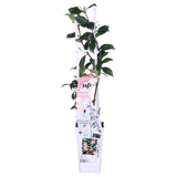 2x - Trachelospermum 'Star of Ibiza' - ↨65cm - Ø15