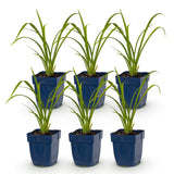 Green boutiQ - Vasteplant - Hemerocallis Mauna Loa - Daglelie - Bijen en Vlinderlokkers - Oranje - 6 Planten - Pot 11cm - Hoogte 15-25cm