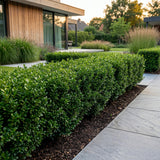 Green boutiQ - 40x Ilex crenata Stokes - Japanse Hulst - Haagplanten - Groenblijvend - Groen - Pot 9cm - Hoogte 20-30cm