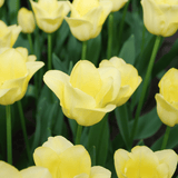 Tulpenbollen World Friendship — lichtgele tulp, 20 stuks (maat 11/12)