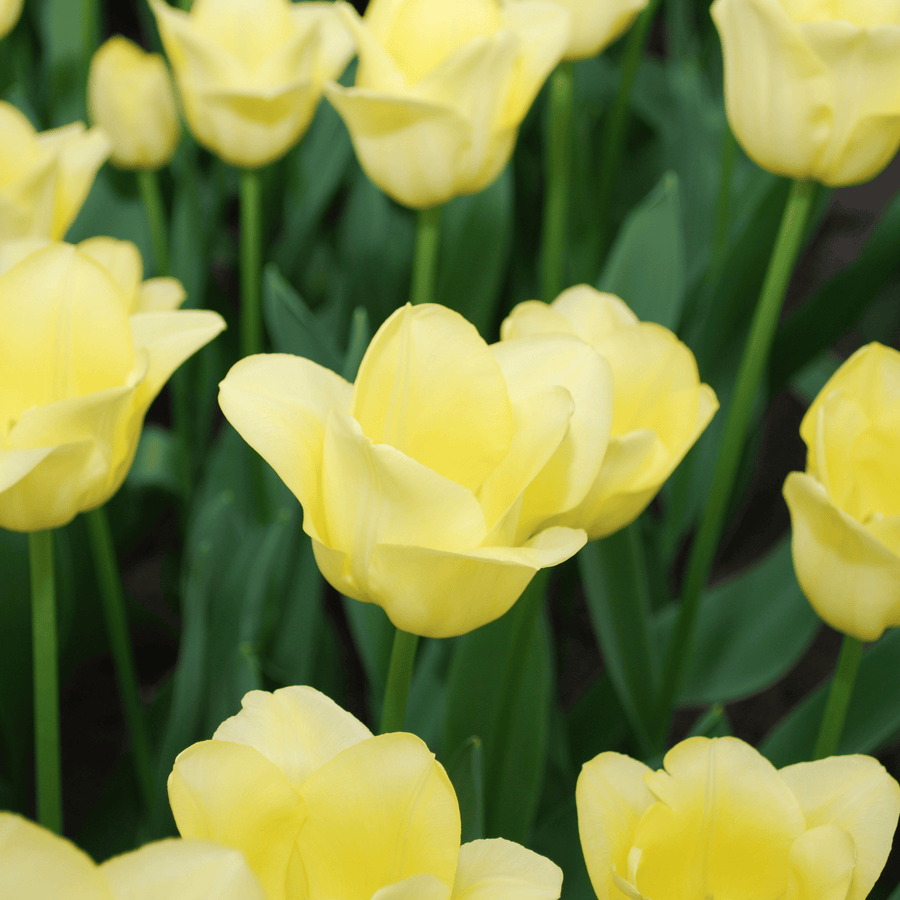 Tulpenbollen World Friendship — lichtgele tulp, 20 stuks (maat 11/12)