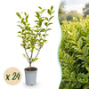 Green boutiQ - 24x Ligustrum ovalifolium Aureum - Bontbladige Liguster - Haagplanten - Groenblijvend - Bont - Pot 9cm - Hoogte 35-45cm