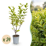 Green boutiQ - 24x Ligustrum ovalifolium Aureum - Bontbladige Liguster - Haagplanten - Groenblijvend - Bont - Pot 9cm - Hoogte 35-45cm