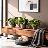 Green boutiQ - Kamerplant - Marantha Silverband, Marantha Lemon Lime Marantha Kerchoveana - Gebedsplant - Huisdiervriendelijke Plant - Groen - 3 Planten - Pot 12cm - Hoogte 25cm