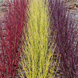 Green boutiQ - Heesters - Cornus alba Tricolour - Mix van Rode, Groene En Paarse Takken - 3 Planten - Bladverliezend - Weinig Onderhoud - Pot 17cm Hoogte 45cm
