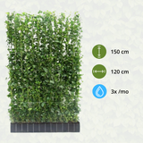 Hedera Hibernica - Klimop - Kant-en-Klaar Haag |↔120cm - ↨150 cm