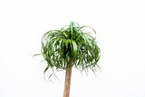 Beaucarnea XXL - 180cm - 180cm