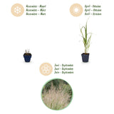 Green boutiQ - Grassen - Molinia arund. Karl Foerster - Pijpestrootje - Met Pluim - Groen - 12 Planten - Pot 11cm - Hoogte 15-25cm