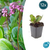 12x Bergenia cordifolia 'Herbstblüte'- ↕10-25cm - Ø9cm