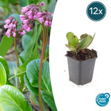 12x Bergenia cordifolia 'Herbstblüte'- ↕10-25cm - Ø9cm