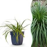 Green boutiQ - Grassen - Carex oshimensis Evergreen - Japanse Zegge - Groenblijvend - Groen - 12 Planten - Pot 11cm - Hoogte 15-25cm