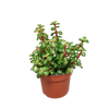 Portulacaria afra mediopicta 10,5cm - zonder pot