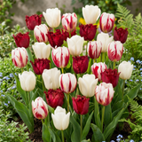 60x Tulipa Dutch Design - Tulp Dutch Design - Roze en Wit - Voorjaarsbloeier - Bolmaat 11/12