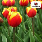 Tulpenbollen Dow Jones — rood-geel gestreept, 20 stuks (maat 11/12)