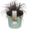 Uncinia rubra Everflame - Ø19cm - ↕40cm - Ø19 - ↨40cm