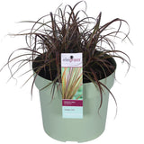 Uncinia rubra Everflame - Ø19cm - ↕40cm - Ø19 - ↨40cm