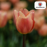Tulpenbollen Apricot Foxx — zalmroze tulp, 20 stuks (maat 11/12)