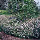 48x Aster ageratoides 'Asran' - ↕10-25cm - Ø9cm