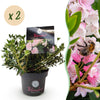 Green boutiQ - Dwerg Rhododendron - Rhododendron Bloombux Light Pink - Bloeiende Buxus - Weinig Onderhoud - Licht Roze Bloem - 2 Planten - Pot 17cm - Hoogte 30-40cm