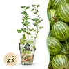 Green boutiQ - Fruitplanten - Kruisbes - Ribes uva-crispa Hinnonmaki Grun - Winterhard - 3 Planten - Pot 9 cm - Groene Bes