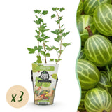Green boutiQ - Fruitplanten - Kruisbes - Ribes uva-crispa Hinnonmaki Grun - Winterhard - 3 Planten - Pot 9 cm - Groene Bes