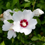 Green boutiQ - Heesters - Hibiscus syriacus Red Heart- Bloem Wit Met Rood Hart - 1 Plant - Bladverliezend - Weinig Onderhoud - Pot 17cm Hoogte 45cm