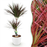 Green BoutiQ - Kamerplanten - Dracaena Magenta - Drakenbloedboom - Weinig onderhoud - Groen - 1 Plant - met Potter Wit - Pot 21cm - Hoogte 90-100cm