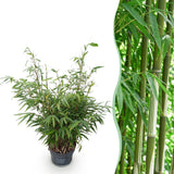 Green boutiQ - Grassen - Fargesia robusta Pingwu - Niet Woekerende Bamboe - Bladhoudend - Groen - 1 Plant - Pot 23 cm - Hoogte 80 cm