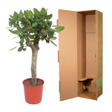 Ficus Benghalensis boom - 150 cm - ø30