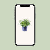 Asplenium Parvati - Ø21cm - ↕40cm