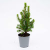 Baby Christmas tree - ↕15-20 cm - Ø 6 cm - Picea Glauca Perfecta