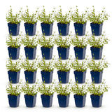 Green boutiQ - Vasteplant - Nepeta rac. Grog - Kattenkruid - Bijen- en vlinderlokkers - Blauw - 24 Planten - Pot 11cm - Hoogte 15-25cm