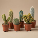 Cactus Set van 12 - ↑ 8–12 cm