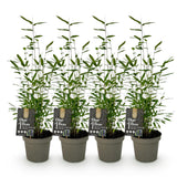 Green boutiQ - Bamboe - Fargesia Black Dragon - Groen - 4 Planten - Bladhoudend - Niet Woekerend- Pot 14cm Hoogte 35cm