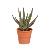 Aloë zebrina Dannyz 10,5cm - in terracotta pot